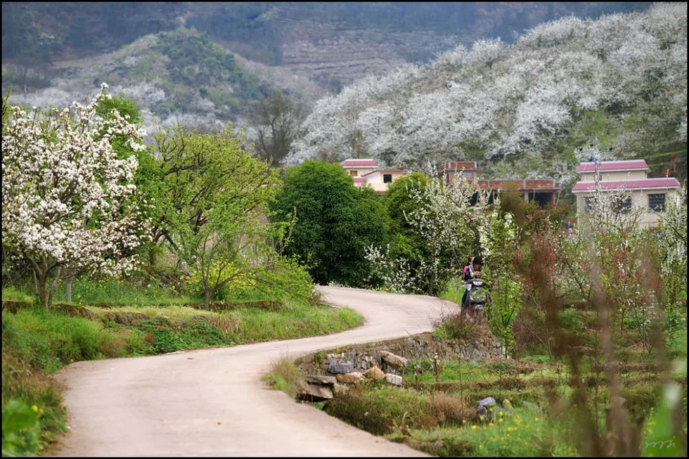 【春天,广西桂林灌阳县向您发出邀请!】我们在灌阳看梨花 - 游山玩水 - 钦州生活社区 - 钦州28生活网 qinzhou.28life.com