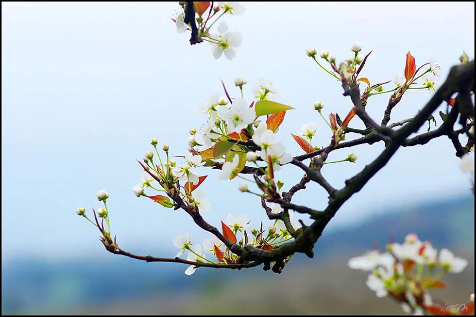 【春天,广西桂林灌阳县向您发出邀请!】我们在灌阳看梨花 - 游山玩水 - 钦州生活社区 - 钦州28生活网 qinzhou.28life.com