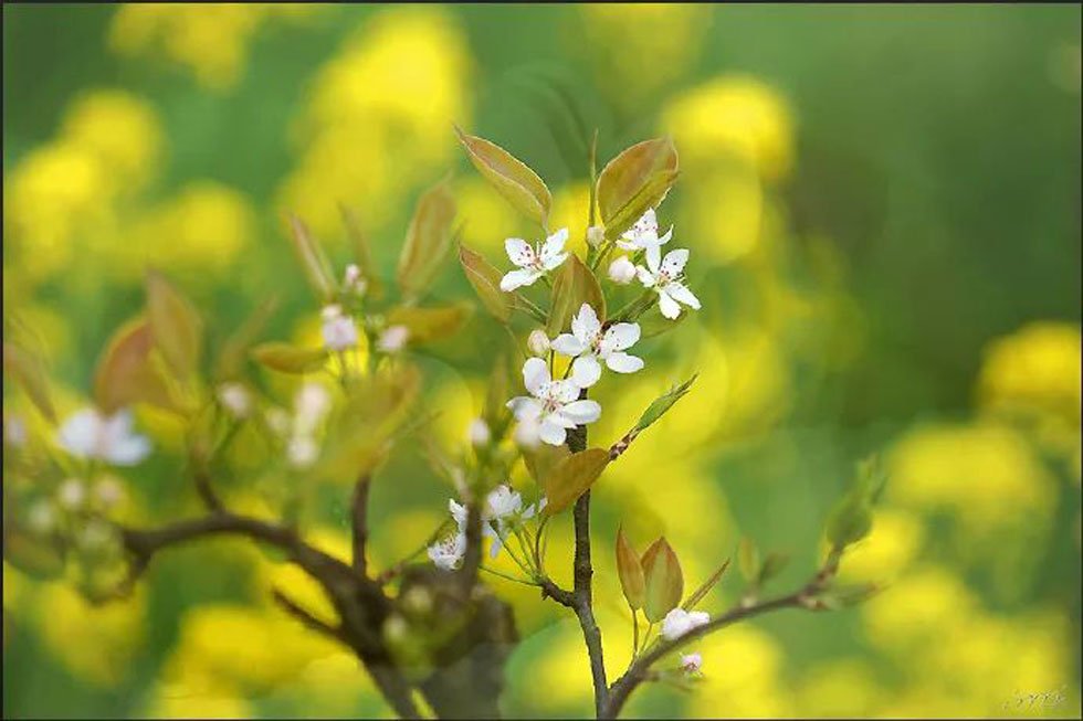 【春天,广西桂林灌阳县向您发出邀请!】我们在灌阳看梨花 - 游山玩水 - 钦州生活社区 - 钦州28生活网 qinzhou.28life.com