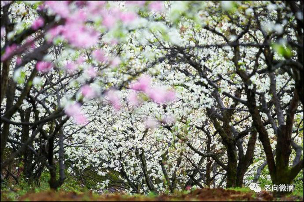 【春天,广西桂林灌阳县向您发出邀请!】我们在灌阳看梨花 - 游山玩水 - 钦州生活社区 - 钦州28生活网 qinzhou.28life.com