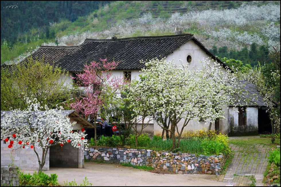 【春天,广西桂林灌阳县向您发出邀请!】我们在灌阳看梨花 - 游山玩水 - 钦州生活社区 - 钦州28生活网 qinzhou.28life.com