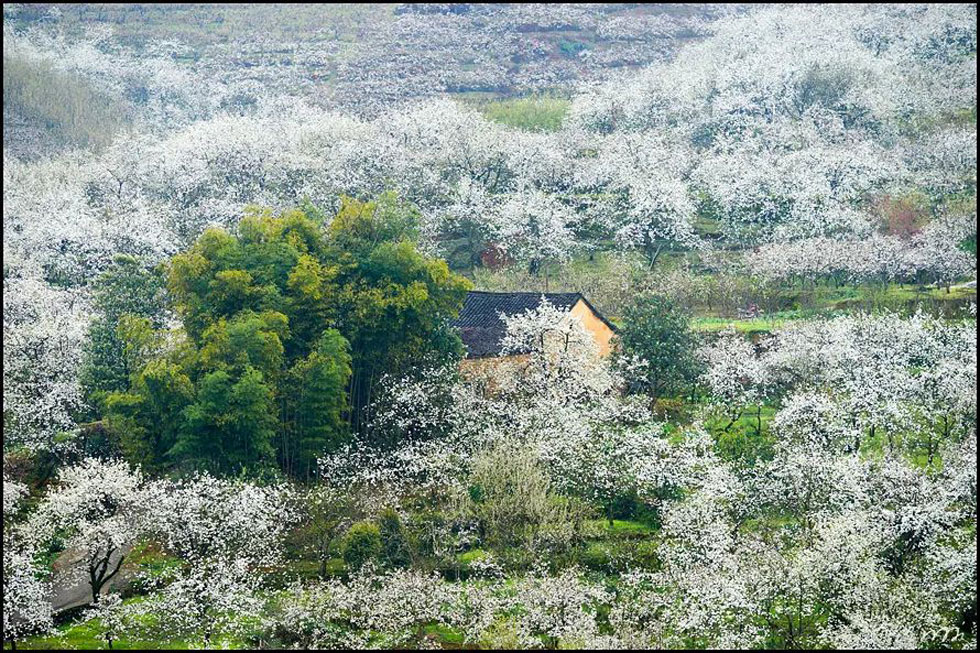 【春天,广西桂林灌阳县向您发出邀请!】我们在灌阳看梨花 - 游山玩水 - 钦州生活社区 - 钦州28生活网 qinzhou.28life.com