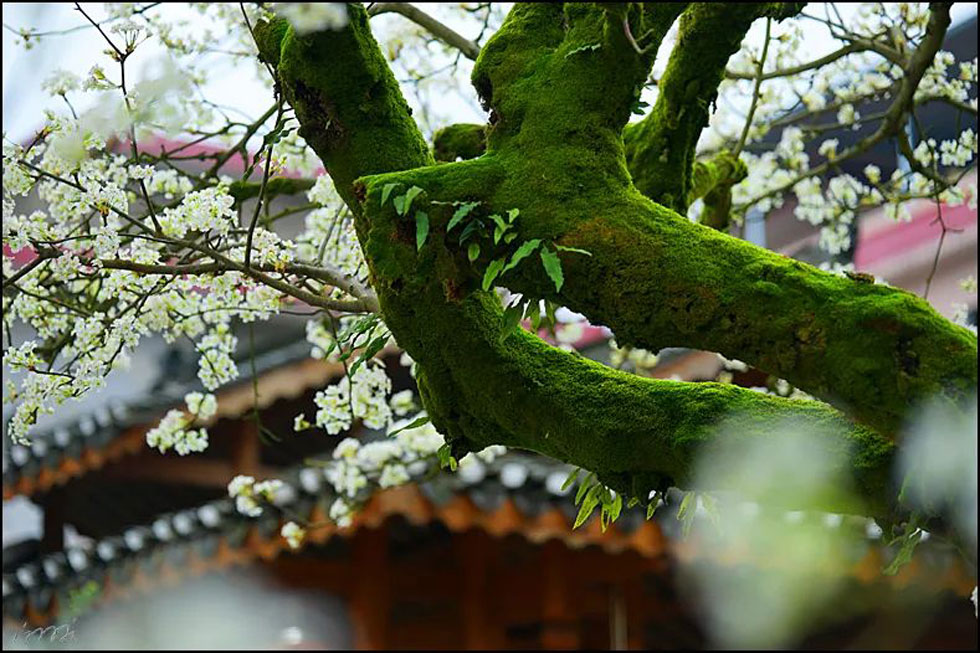 【春天,广西桂林灌阳县向您发出邀请!】我们在灌阳看梨花 - 游山玩水 - 钦州生活社区 - 钦州28生活网 qinzhou.28life.com