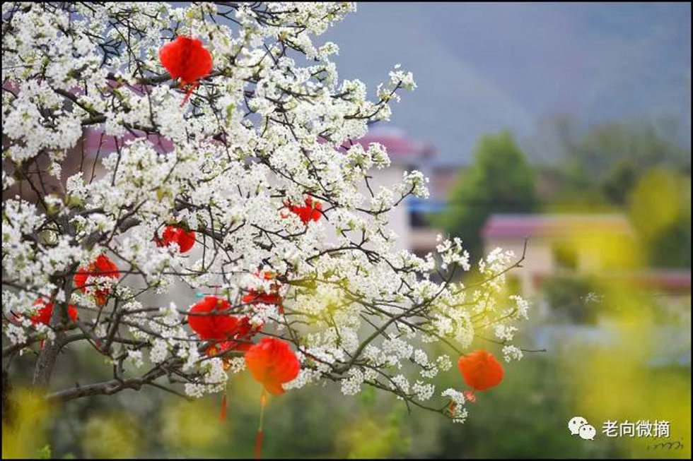 【春天,广西桂林灌阳县向您发出邀请!】我们在灌阳看梨花 - 游山玩水 - 钦州生活社区 - 钦州28生活网 qinzhou.28life.com