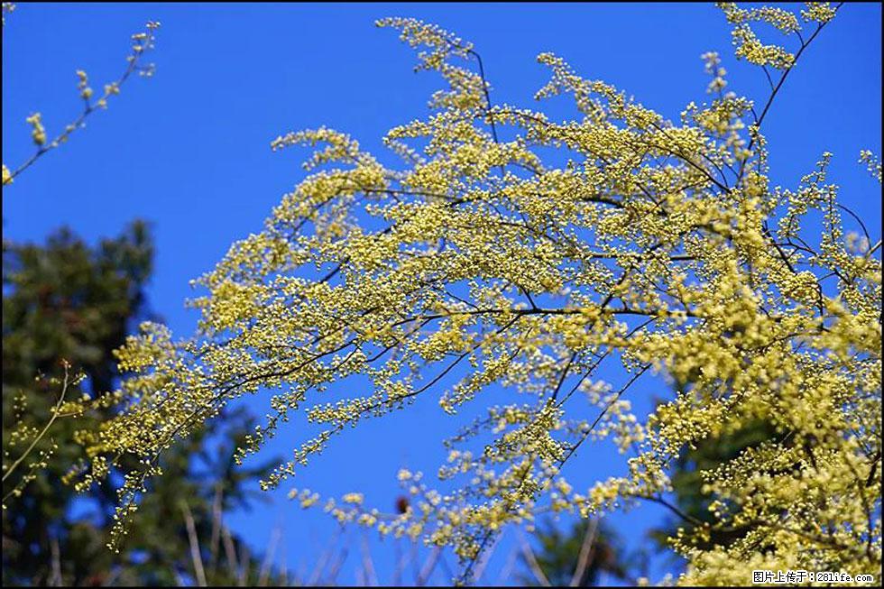 【春天,广西桂林灌阳县向您发出邀请!】米珠山前有片山苍子花在飘香 - 游山玩水 - 钦州生活社区 - 钦州28生活网 qinzhou.28life.com