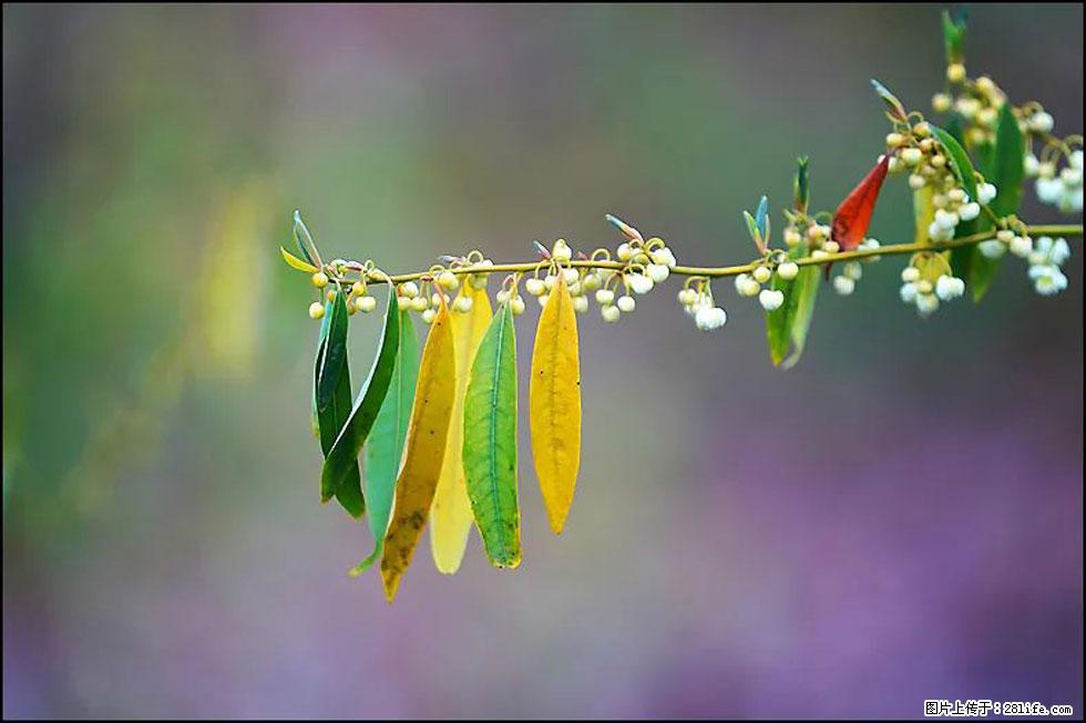 【春天,广西桂林灌阳县向您发出邀请!】米珠山前有片山苍子花在飘香 - 游山玩水 - 钦州生活社区 - 钦州28生活网 qinzhou.28life.com