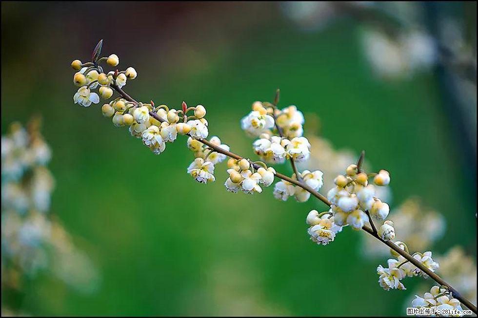 【春天,广西桂林灌阳县向您发出邀请!】米珠山前有片山苍子花在飘香 - 游山玩水 - 钦州生活社区 - 钦州28生活网 qinzhou.28life.com