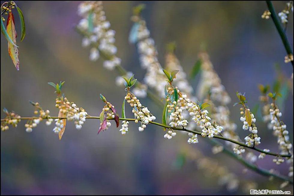 【春天,广西桂林灌阳县向您发出邀请!】米珠山前有片山苍子花在飘香 - 游山玩水 - 钦州生活社区 - 钦州28生活网 qinzhou.28life.com