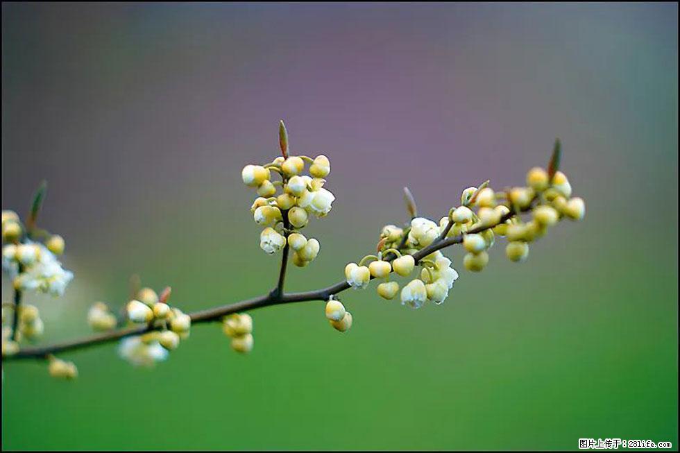 【春天,广西桂林灌阳县向您发出邀请!】米珠山前有片山苍子花在飘香 - 游山玩水 - 钦州生活社区 - 钦州28生活网 qinzhou.28life.com