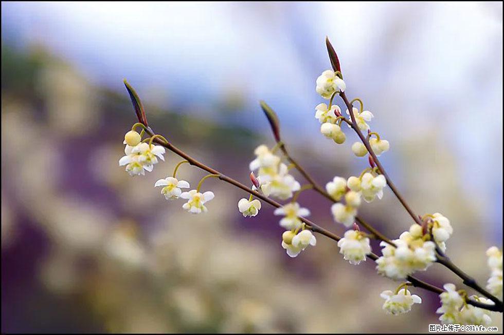 【春天,广西桂林灌阳县向您发出邀请!】米珠山前有片山苍子花在飘香 - 游山玩水 - 钦州生活社区 - 钦州28生活网 qinzhou.28life.com