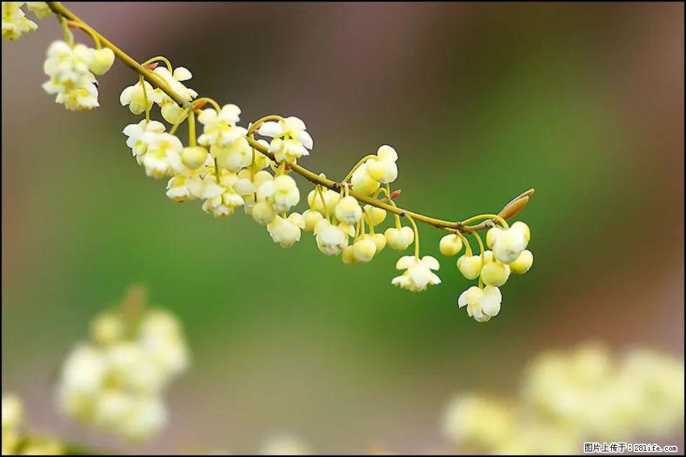 【春天,广西桂林灌阳县向您发出邀请!】米珠山前有片山苍子花在飘香 - 游山玩水 - 钦州生活社区 - 钦州28生活网 qinzhou.28life.com