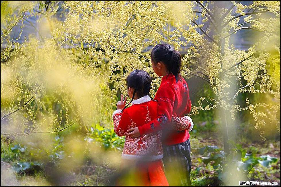 【春天,广西桂林灌阳县向您发出邀请!】米珠山前有片山苍子花在飘香 - 游山玩水 - 钦州生活社区 - 钦州28生活网 qinzhou.28life.com