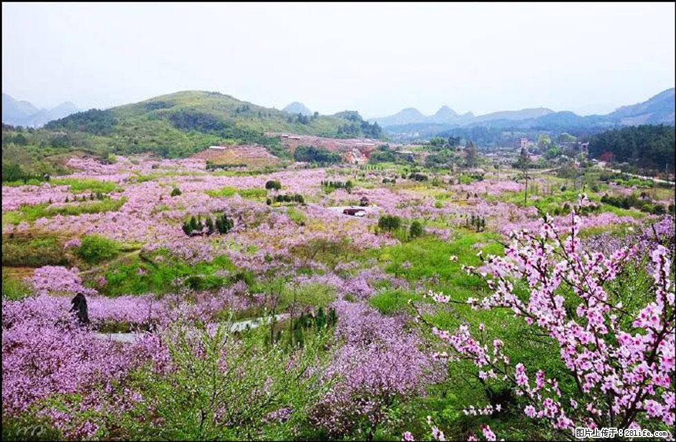 【春天,广西桂林灌阳县向您发出邀请!】官庄村有个醉美的桃花园 - 游山玩水 - 钦州生活社区 - 钦州28生活网 qinzhou.28life.com