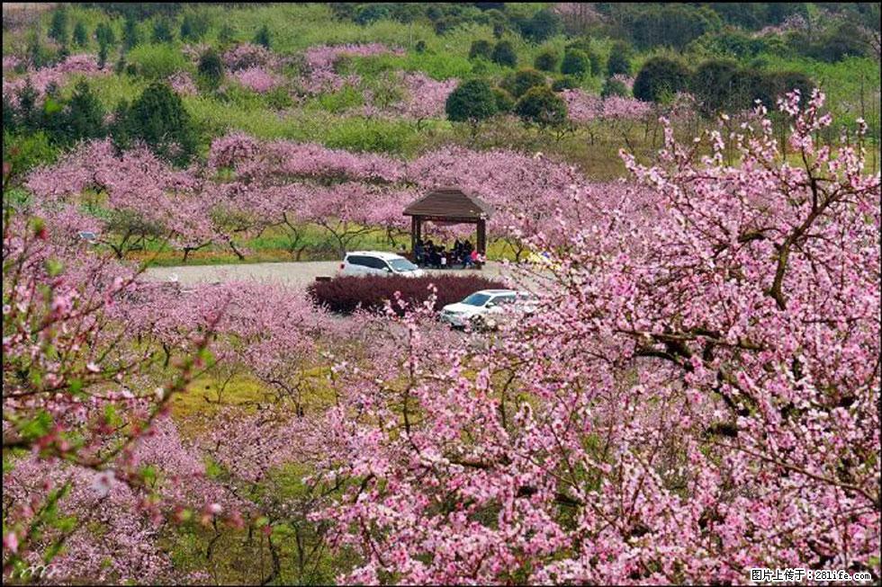 【春天,广西桂林灌阳县向您发出邀请!】官庄村有个醉美的桃花园 - 游山玩水 - 钦州生活社区 - 钦州28生活网 qinzhou.28life.com