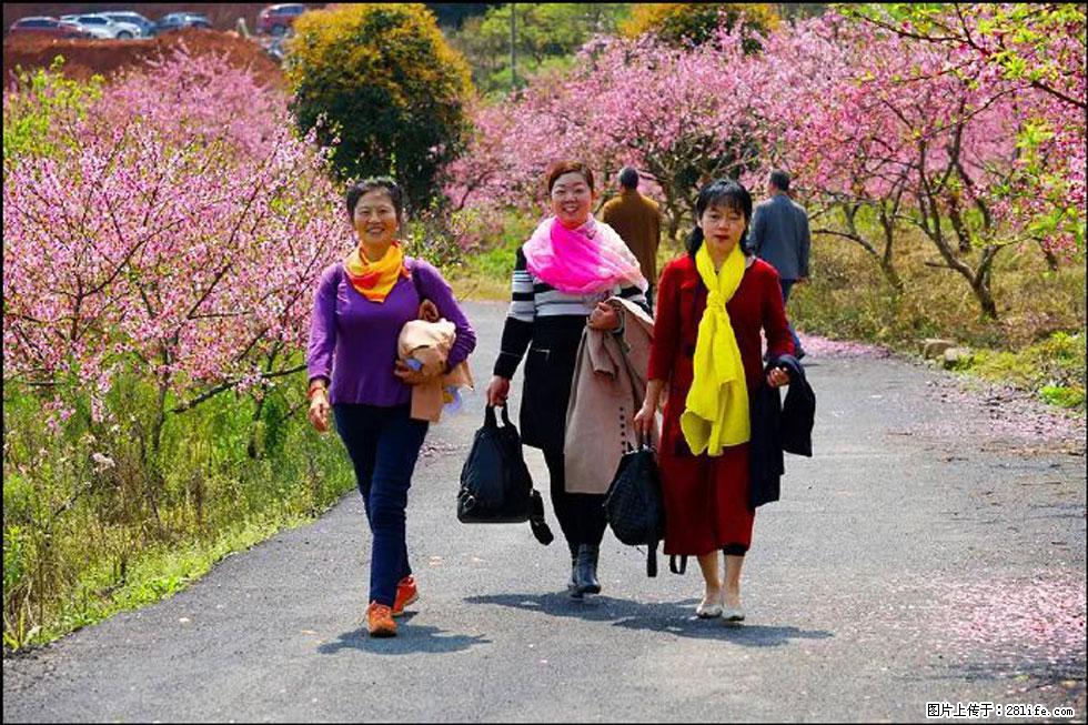 【春天,广西桂林灌阳县向您发出邀请!】官庄村有个醉美的桃花园 - 游山玩水 - 钦州生活社区 - 钦州28生活网 qinzhou.28life.com