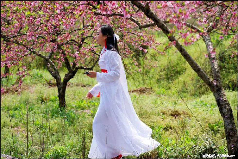 【春天,广西桂林灌阳县向您发出邀请!】官庄村有个醉美的桃花园 - 游山玩水 - 钦州生活社区 - 钦州28生活网 qinzhou.28life.com