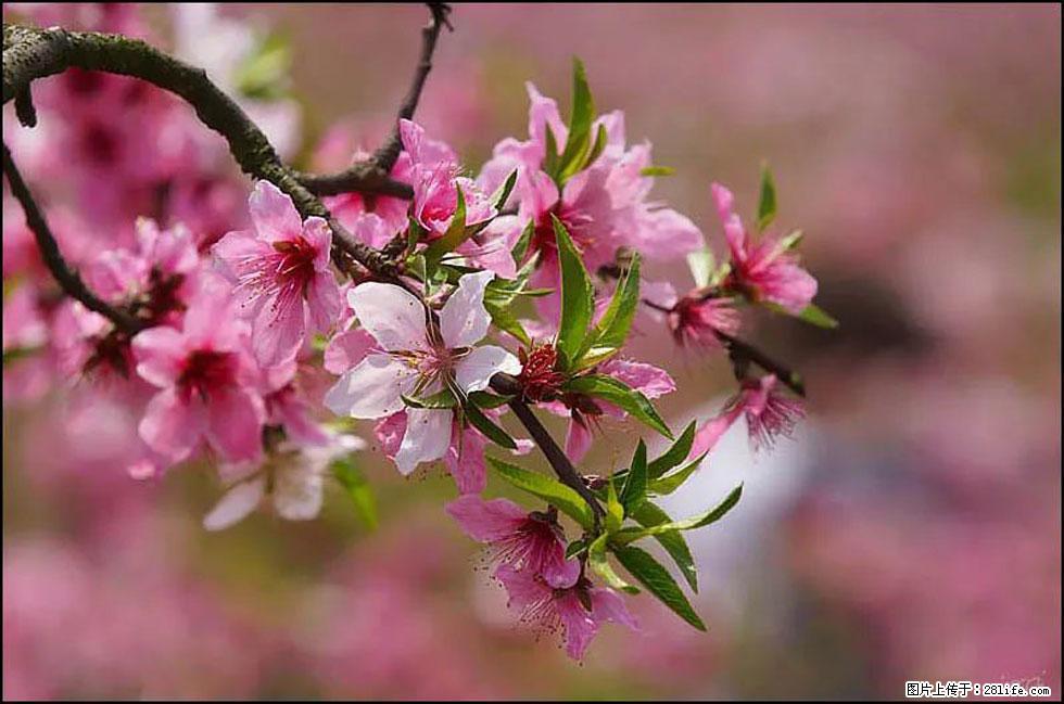 【春天,广西桂林灌阳县向您发出邀请!】官庄村有个醉美的桃花园 - 游山玩水 - 钦州生活社区 - 钦州28生活网 qinzhou.28life.com