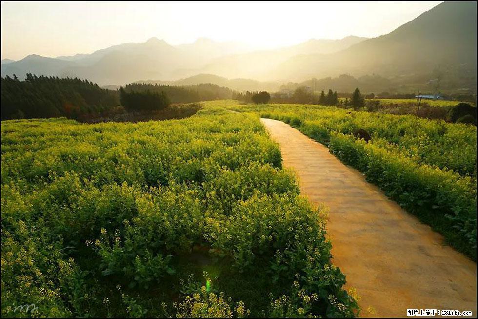 【春天,广西桂林灌阳县向您发出邀请!】长坪村油菜盛情花开 - 游山玩水 - 钦州生活社区 - 钦州28生活网 qinzhou.28life.com