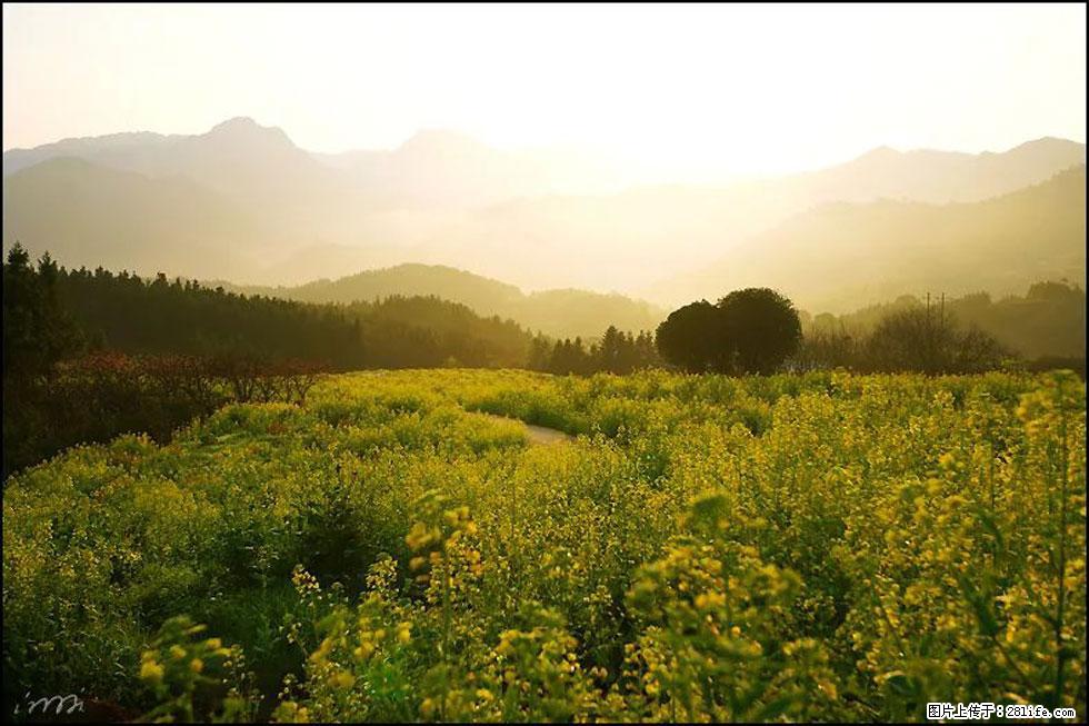【春天,广西桂林灌阳县向您发出邀请!】长坪村油菜盛情花开 - 游山玩水 - 钦州生活社区 - 钦州28生活网 qinzhou.28life.com