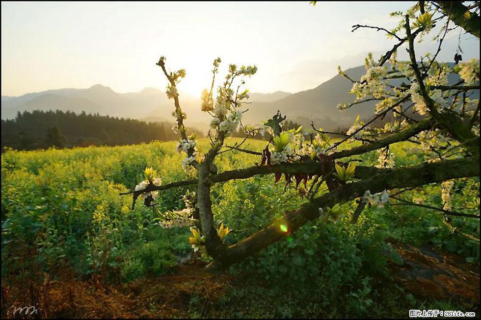 【春天,广西桂林灌阳县向您发出邀请!】长坪村油菜盛情花开 - 游山玩水 - 钦州生活社区 - 钦州28生活网 qinzhou.28life.com