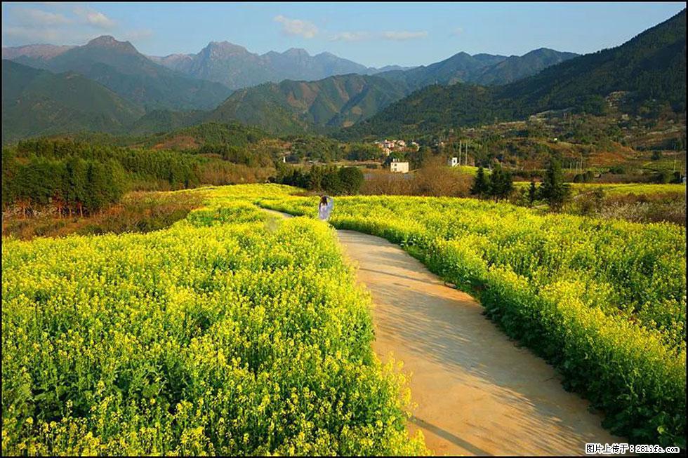 【春天,广西桂林灌阳县向您发出邀请!】长坪村油菜盛情花开 - 游山玩水 - 钦州生活社区 - 钦州28生活网 qinzhou.28life.com