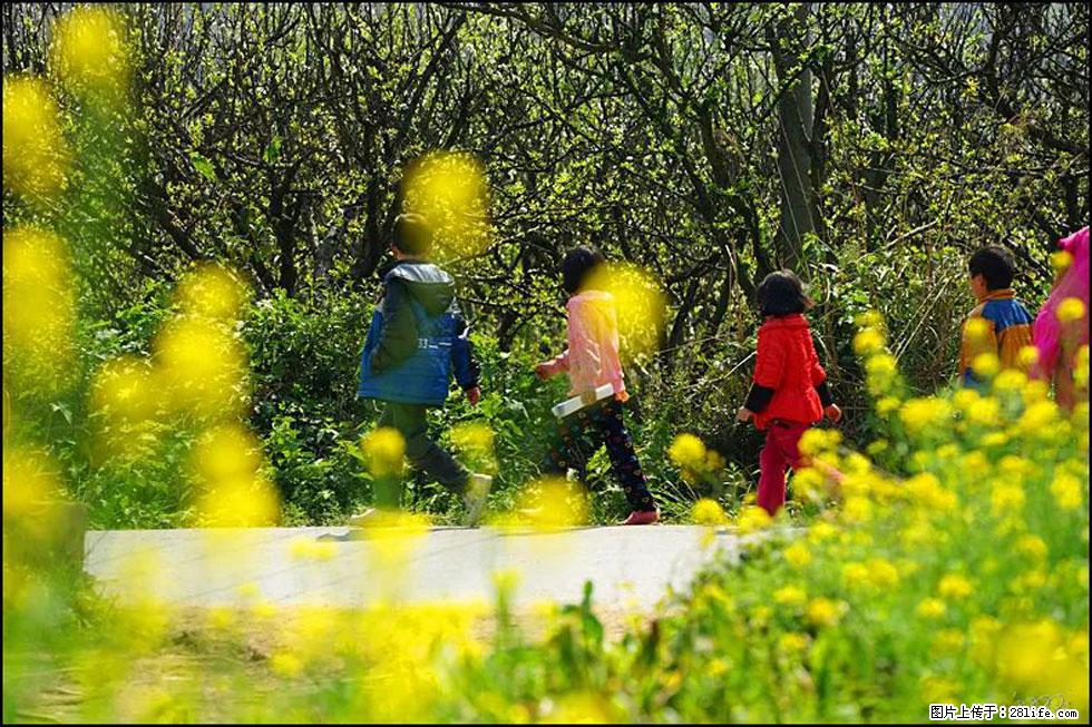 【春天,广西桂林灌阳县向您发出邀请!】长坪村油菜盛情花开 - 游山玩水 - 钦州生活社区 - 钦州28生活网 qinzhou.28life.com