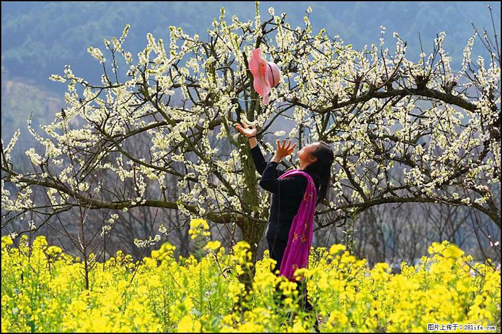 【春天,广西桂林灌阳县向您发出邀请!】长坪村油菜盛情花开 - 游山玩水 - 钦州生活社区 - 钦州28生活网 qinzhou.28life.com