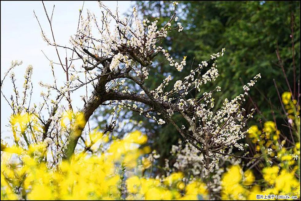 【春天,广西桂林灌阳县向您发出邀请!】长坪村油菜盛情花开 - 游山玩水 - 钦州生活社区 - 钦州28生活网 qinzhou.28life.com