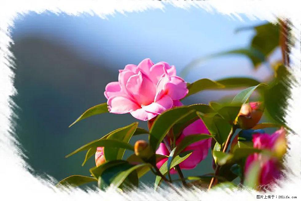 【春天,广西桂林灌阳县向您发出邀请!】杨柳井茶花惹人爱 - 游山玩水 - 钦州生活社区 - 钦州28生活网 qinzhou.28life.com