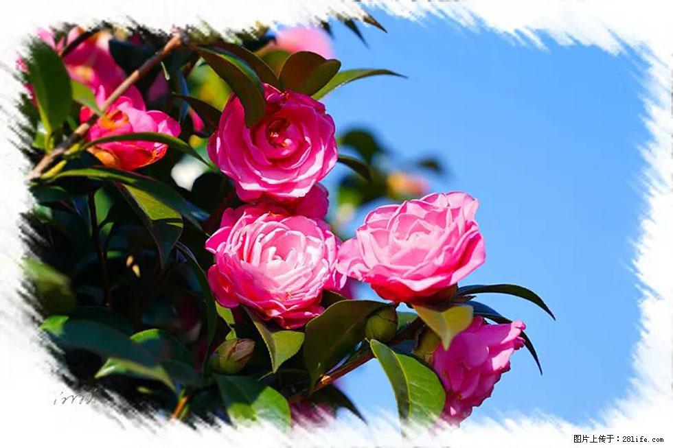 【春天,广西桂林灌阳县向您发出邀请!】杨柳井茶花惹人爱 - 游山玩水 - 钦州生活社区 - 钦州28生活网 qinzhou.28life.com