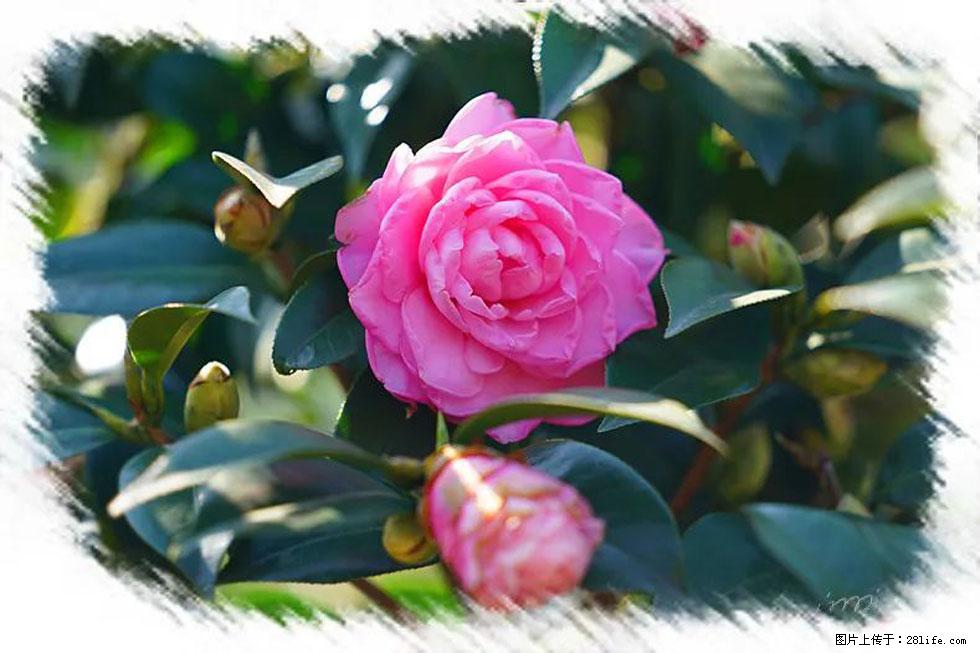 【春天,广西桂林灌阳县向您发出邀请!】杨柳井茶花惹人爱 - 游山玩水 - 钦州生活社区 - 钦州28生活网 qinzhou.28life.com