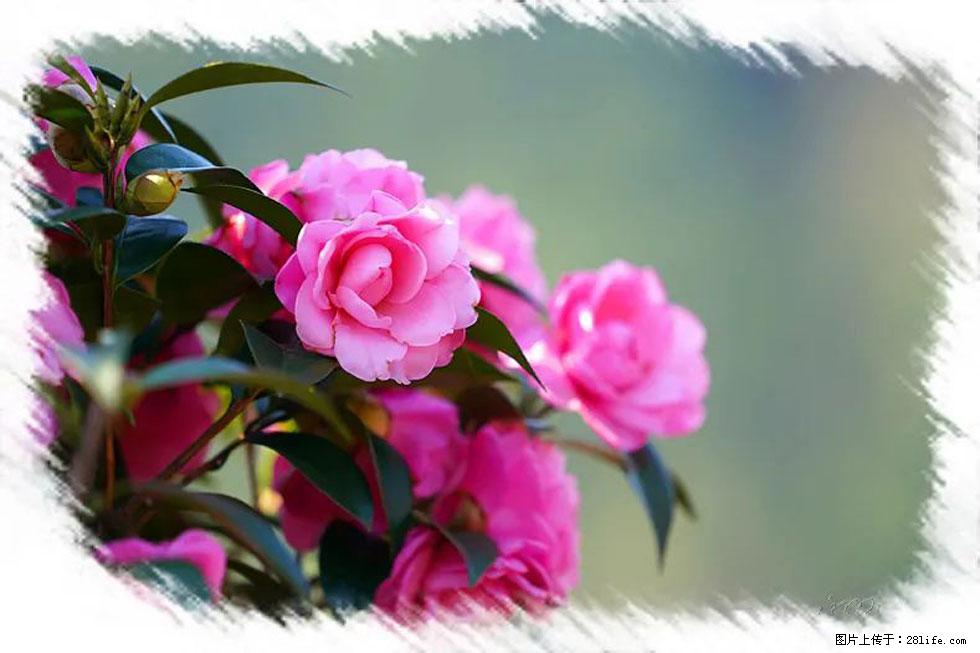 【春天,广西桂林灌阳县向您发出邀请!】杨柳井茶花惹人爱 - 游山玩水 - 钦州生活社区 - 钦州28生活网 qinzhou.28life.com