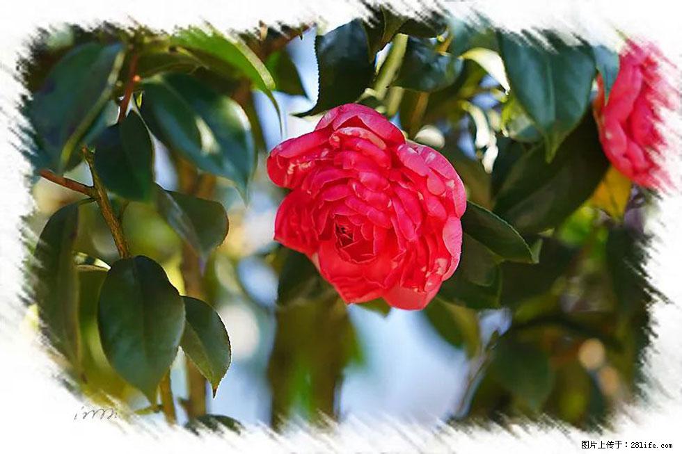 【春天,广西桂林灌阳县向您发出邀请!】杨柳井茶花惹人爱 - 游山玩水 - 钦州生活社区 - 钦州28生活网 qinzhou.28life.com