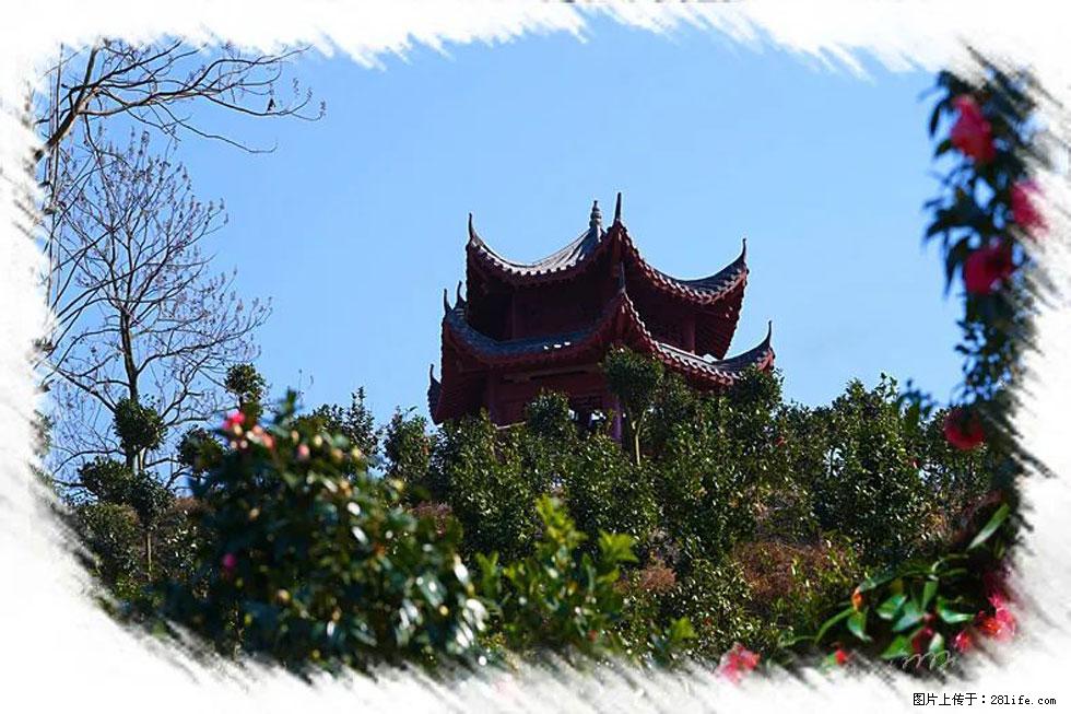 【春天,广西桂林灌阳县向您发出邀请!】杨柳井茶花惹人爱 - 游山玩水 - 钦州生活社区 - 钦州28生活网 qinzhou.28life.com