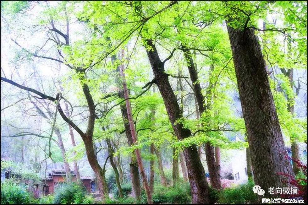 【春天,广西桂林灌阳县向您发出邀请!】在小龙村与春天约会 - 游山玩水 - 钦州生活社区 - 钦州28生活网 qinzhou.28life.com