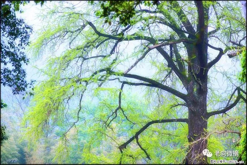 【春天,广西桂林灌阳县向您发出邀请!】在小龙村与春天约会 - 游山玩水 - 钦州生活社区 - 钦州28生活网 qinzhou.28life.com