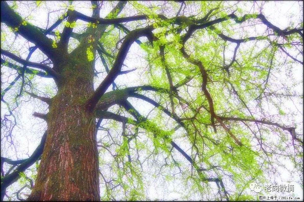 【春天,广西桂林灌阳县向您发出邀请!】在小龙村与春天约会 - 游山玩水 - 钦州生活社区 - 钦州28生活网 qinzhou.28life.com