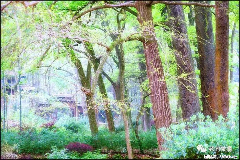 【春天,广西桂林灌阳县向您发出邀请!】在小龙村与春天约会 - 游山玩水 - 钦州生活社区 - 钦州28生活网 qinzhou.28life.com