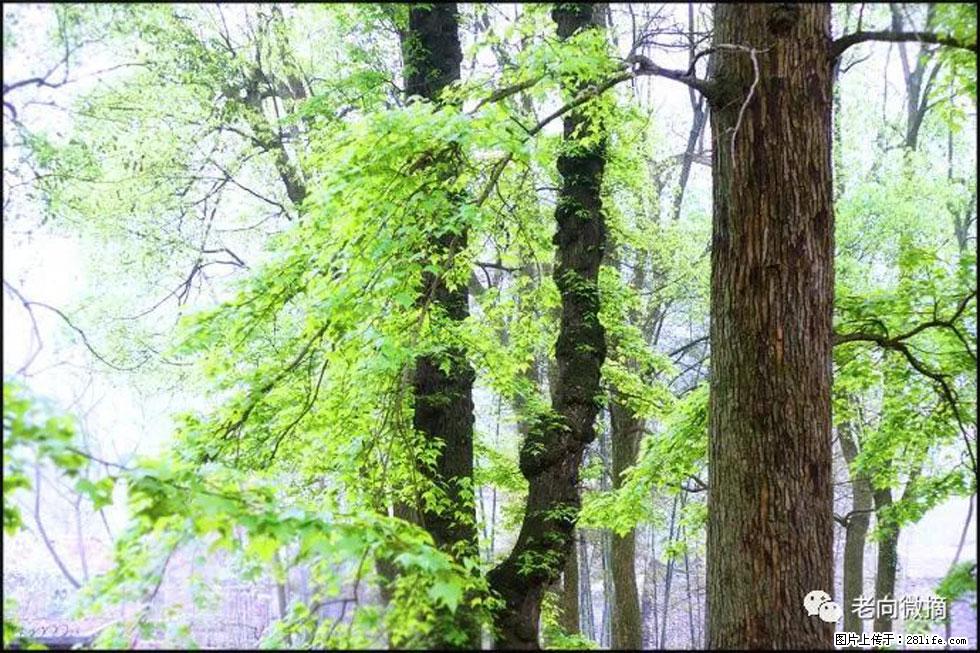 【春天,广西桂林灌阳县向您发出邀请!】在小龙村与春天约会 - 游山玩水 - 钦州生活社区 - 钦州28生活网 qinzhou.28life.com