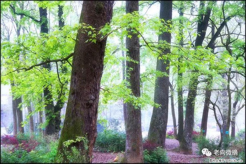 【春天,广西桂林灌阳县向您发出邀请!】在小龙村与春天约会 - 游山玩水 - 钦州生活社区 - 钦州28生活网 qinzhou.28life.com