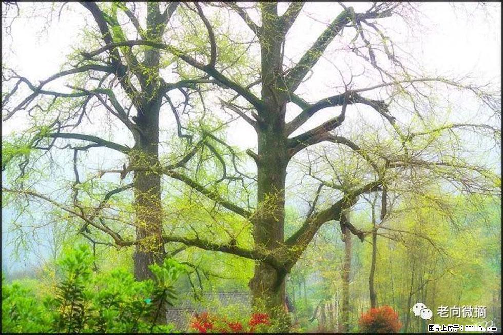 【春天,广西桂林灌阳县向您发出邀请!】在小龙村与春天约会 - 游山玩水 - 钦州生活社区 - 钦州28生活网 qinzhou.28life.com