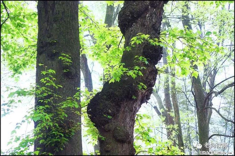 【春天,广西桂林灌阳县向您发出邀请!】在小龙村与春天约会 - 游山玩水 - 钦州生活社区 - 钦州28生活网 qinzhou.28life.com