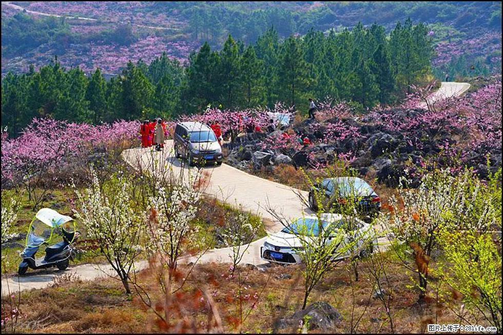 【春天,广西桂林灌阳县向您发出邀请!】望月岭上桃花开 - 游山玩水 - 钦州生活社区 - 钦州28生活网 qinzhou.28life.com