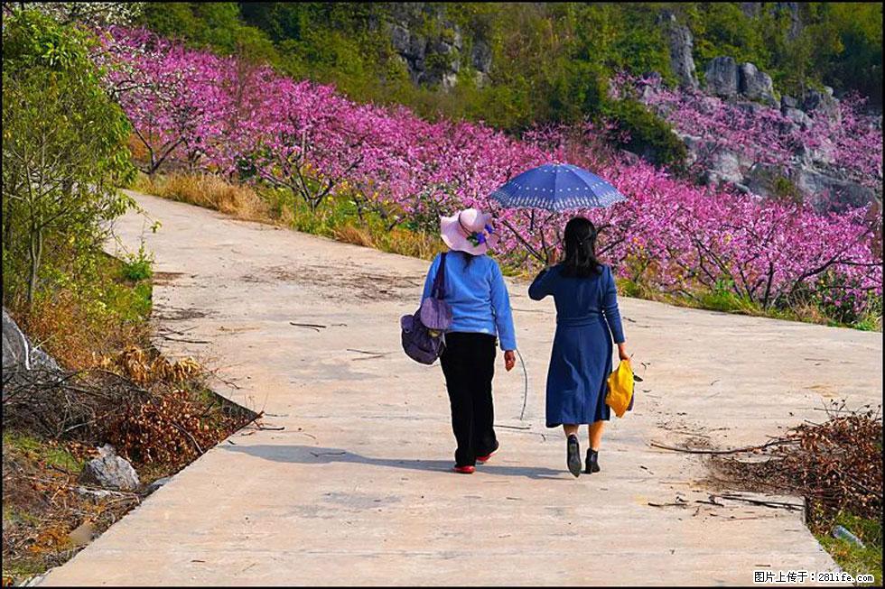 【春天,广西桂林灌阳县向您发出邀请!】望月岭上桃花开 - 游山玩水 - 钦州生活社区 - 钦州28生活网 qinzhou.28life.com