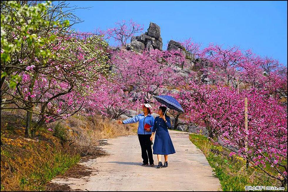 【春天,广西桂林灌阳县向您发出邀请!】望月岭上桃花开 - 游山玩水 - 钦州生活社区 - 钦州28生活网 qinzhou.28life.com