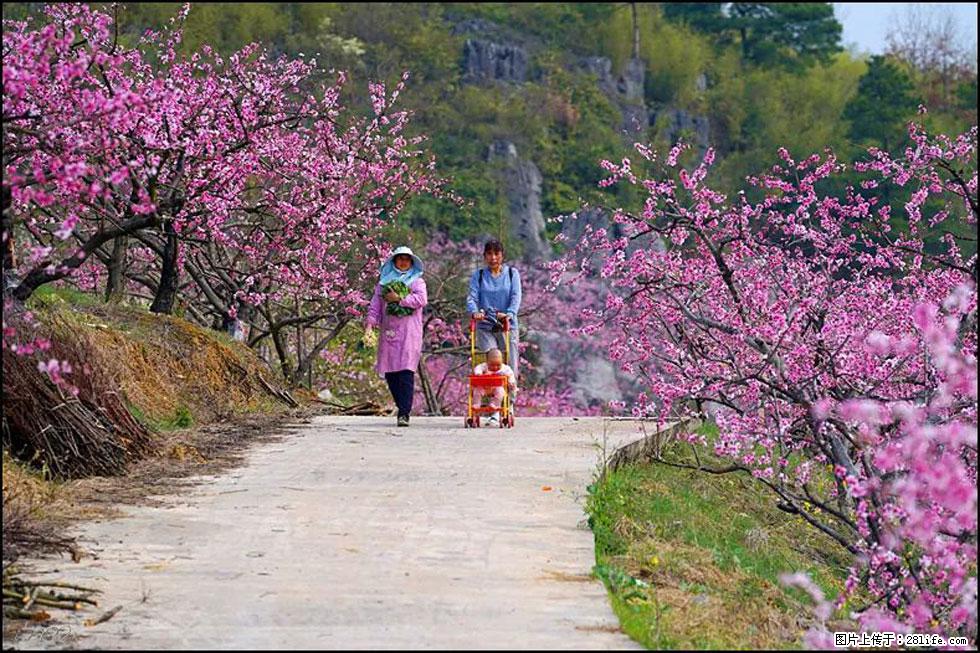 【春天,广西桂林灌阳县向您发出邀请!】望月岭上桃花开 - 游山玩水 - 钦州生活社区 - 钦州28生活网 qinzhou.28life.com