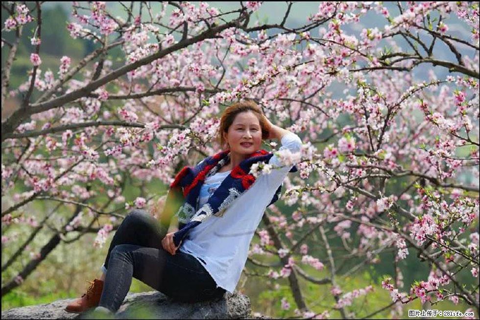 【春天,广西桂林灌阳县向您发出邀请!】望月岭上桃花开 - 游山玩水 - 钦州生活社区 - 钦州28生活网 qinzhou.28life.com