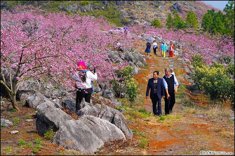 【春天,广西桂林灌阳县向您发出邀请!】望月岭上桃花开 - 游山玩水 - 钦州生活社区 - 钦州28生活网 qinzhou.28life.com