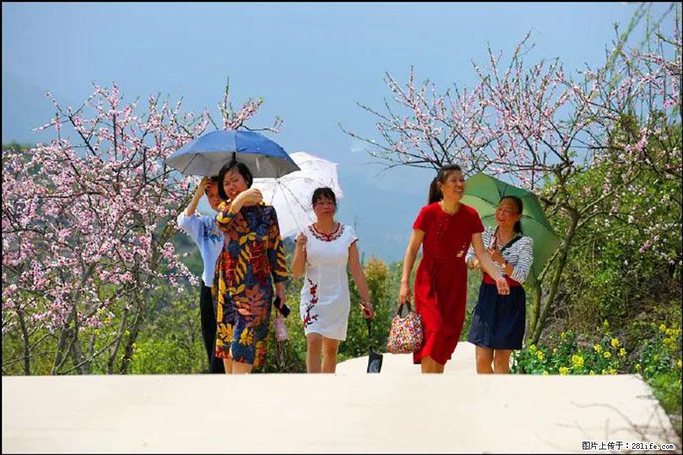【春天,广西桂林灌阳县向您发出邀请!】望月岭上桃花开 - 游山玩水 - 钦州生活社区 - 钦州28生活网 qinzhou.28life.com