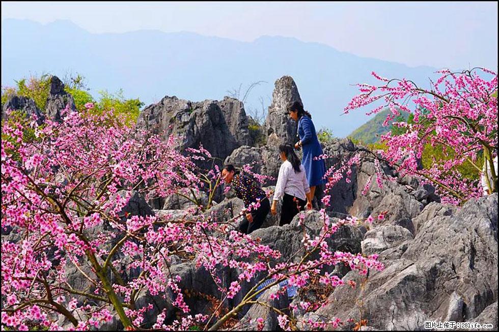 【春天,广西桂林灌阳县向您发出邀请!】望月岭上桃花开 - 游山玩水 - 钦州生活社区 - 钦州28生活网 qinzhou.28life.com